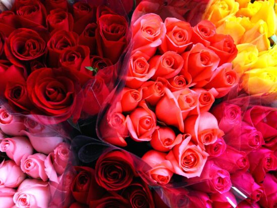 Roses