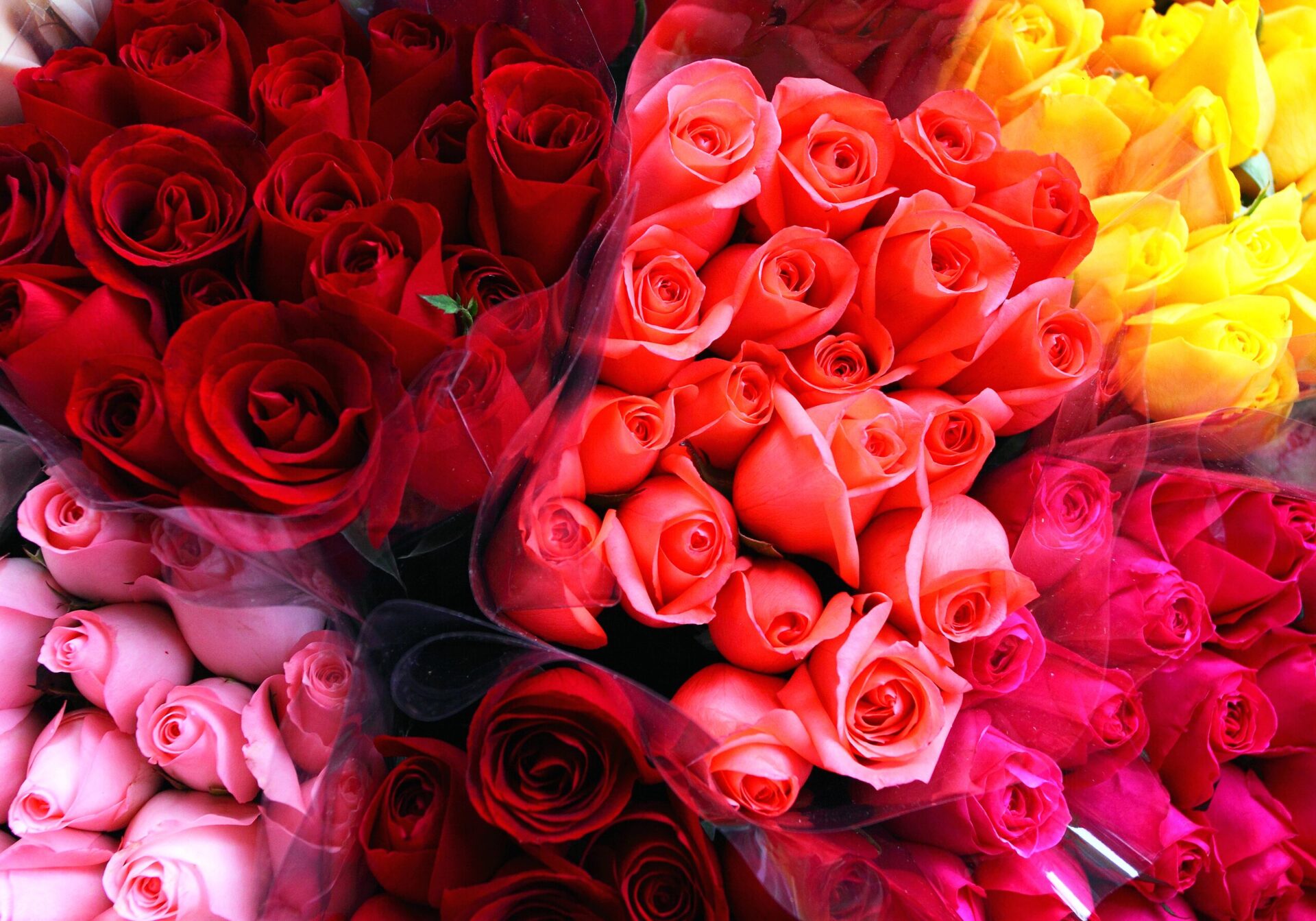 Roses